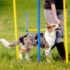 Topmast Agility Slalom - Set of 6 Poles