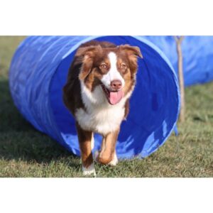 Topmast Agility Tunnel 5 Meter with carrying bag