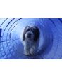 topmast_agility_tunnel_2